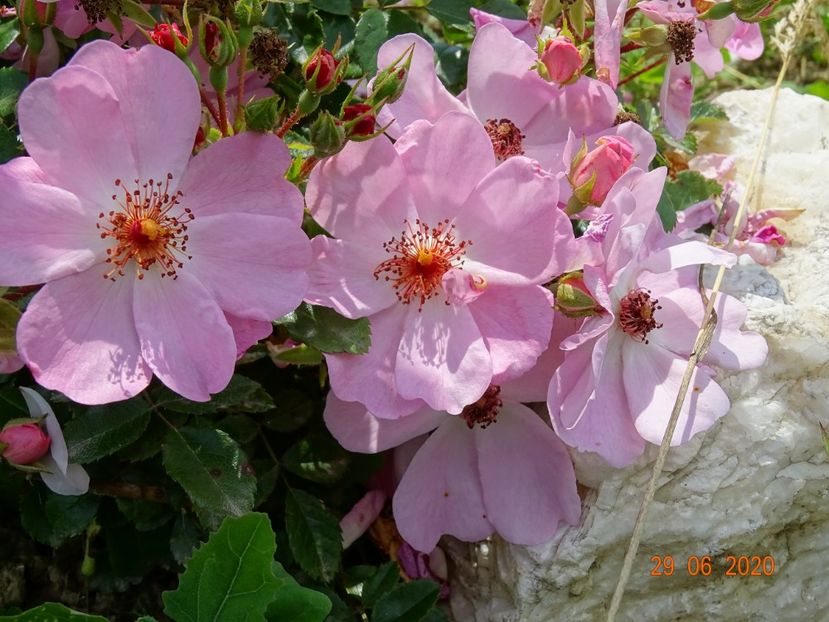 Sweet Haze - Trandafiri 3