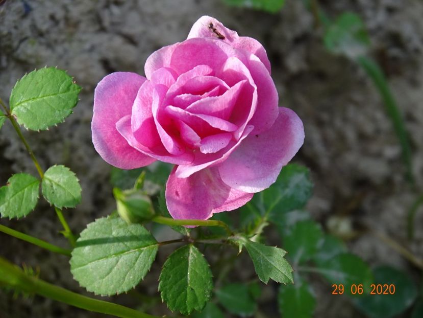 seedling - Trandafiri 3