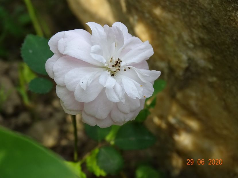 seedling - Trandafiri 3