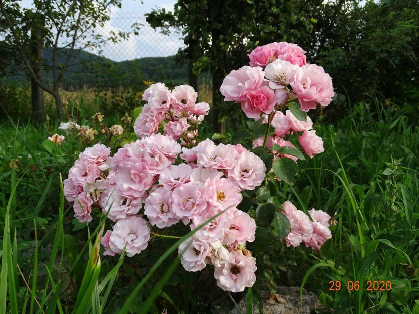 Carmen - Trandafiri 3