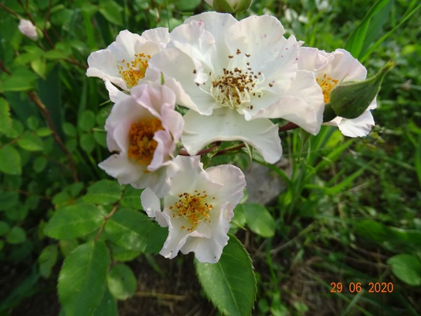 August Deusser - Trandafiri 3