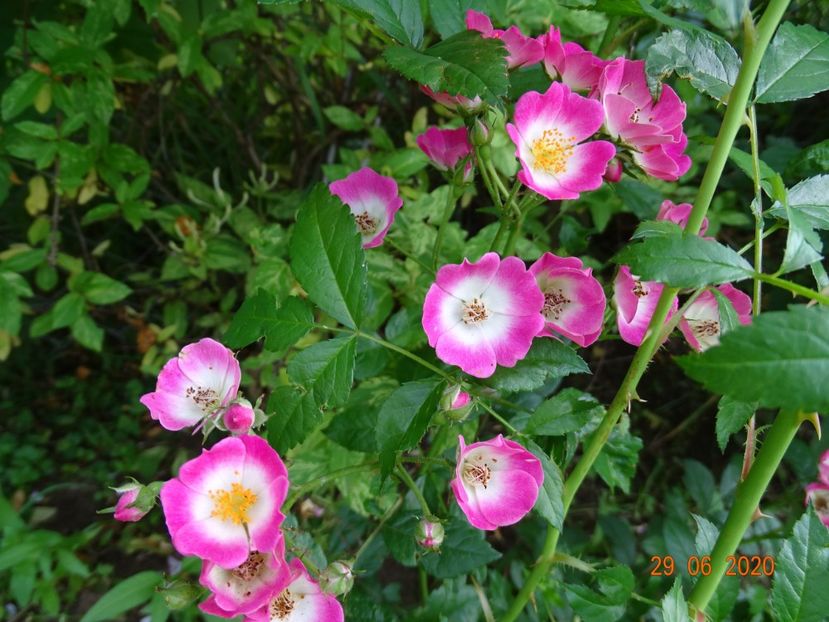 Ohara - Trandafiri 3