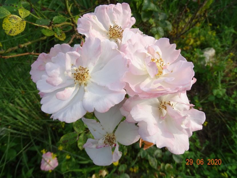 Absolument Claude - Trandafiri 3