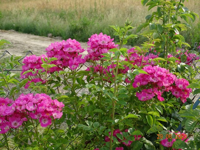 seedling - Trandafiri 3