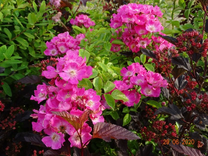 seedling - Trandafiri 3