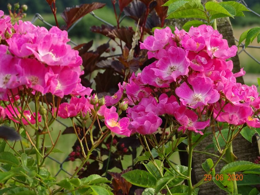 seedling - Trandafiri 3