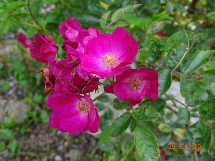 Rouge de Chine - Trandafiri 3