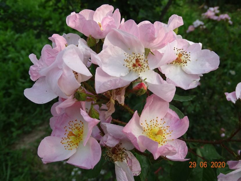 Smarty - Trandafiri 3