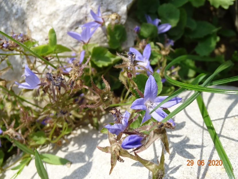  - Stancarie 2020 - inceputuri