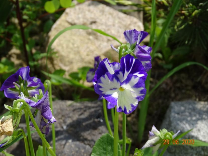  - Stancarie 2020 - inceputuri