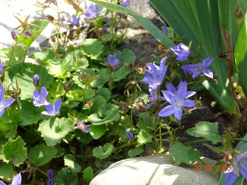  - Stancarie 2020 - inceputuri