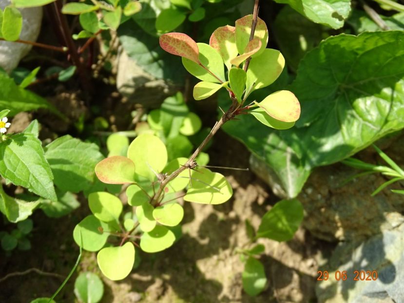 pui berberis - Stancarie 2020 - inceputuri