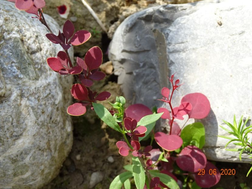 pui berberis - Stancarie 2020 - inceputuri