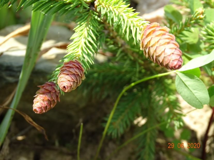  - Stancarie 2020 - inceputuri