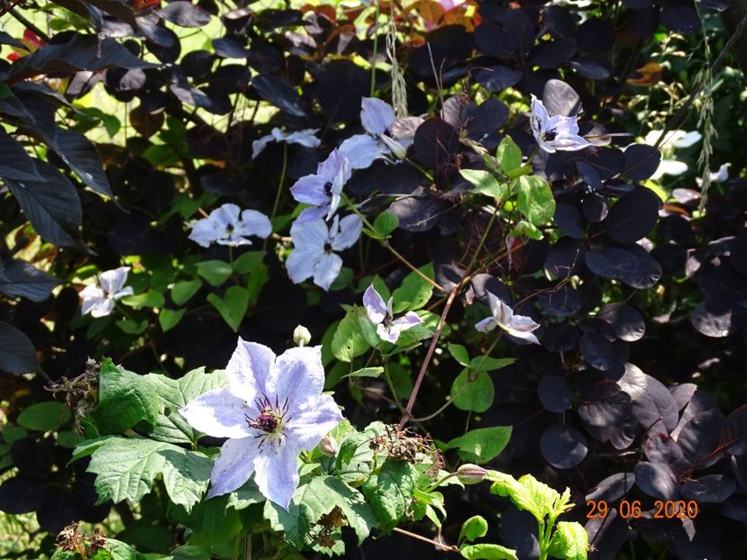 clematis Skyfall - Dobarland 2020 4