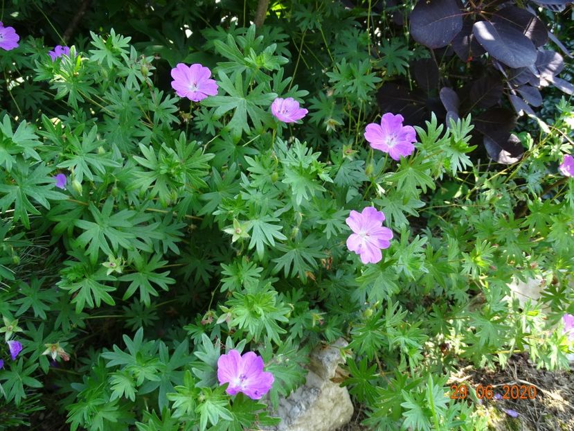 geranium Tiny Monster - Dobarland 2020 4