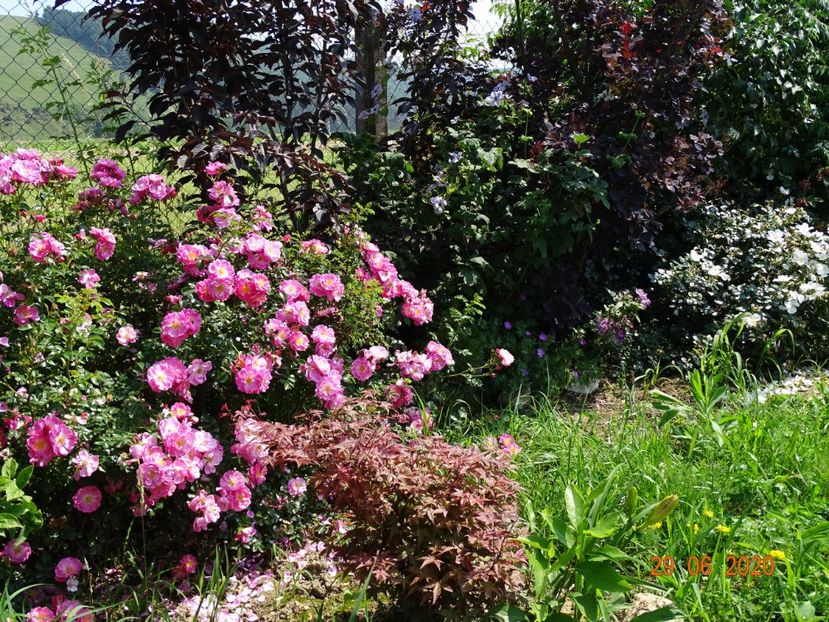 Magic Meillandecor - Dobarland 2020 4