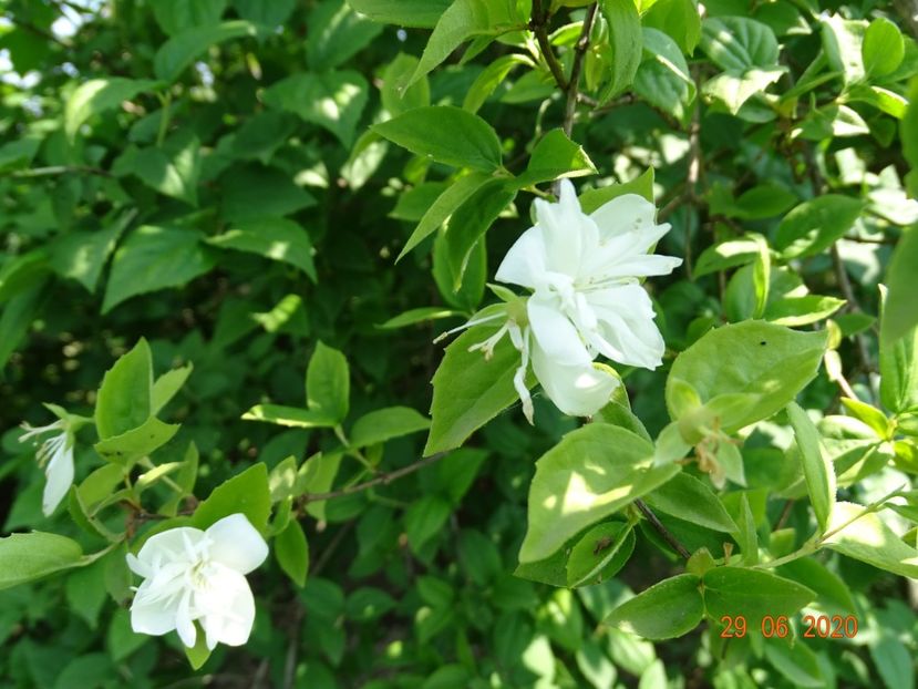 philadelphus Minnesota Snowflake - Dobarland 2020 4