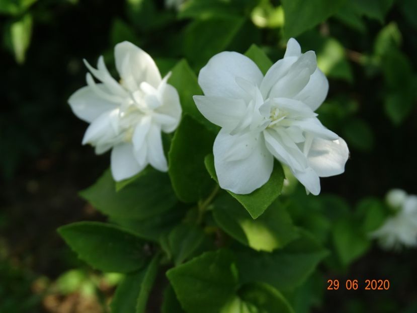 philadelphus Minnesota Snowflake - Dobarland 2020 4