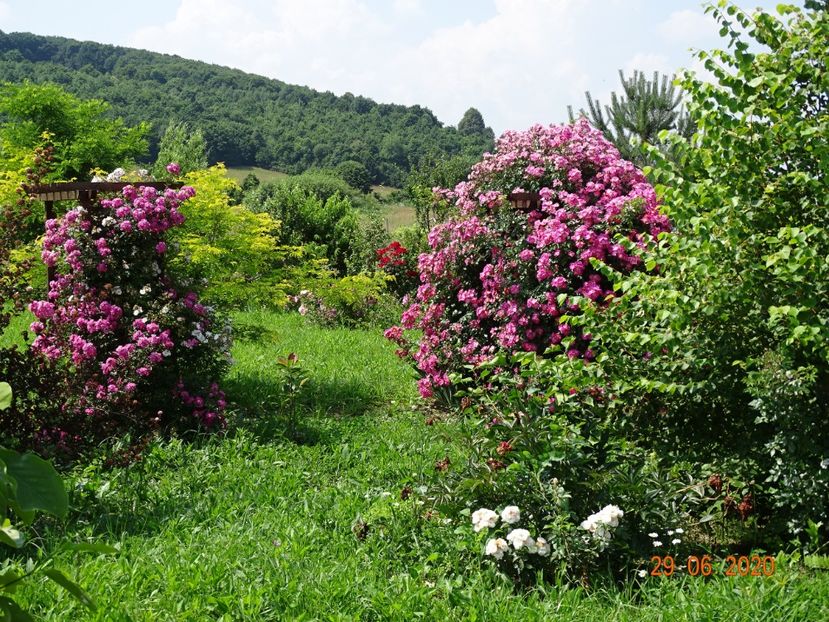 Dorothy Perkins, American Pillar - Dobarland 2020 4