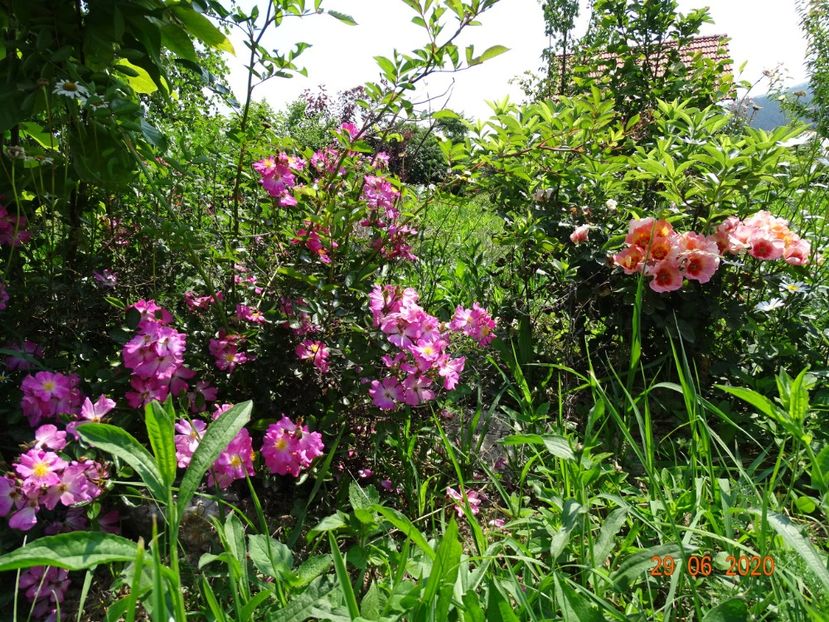 Julie Eyes, Fil des saisons - Dobarland 2020 4