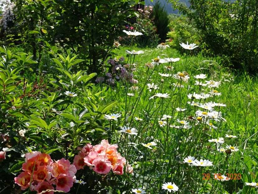 Julie Eyes - Dobarland 2020 4