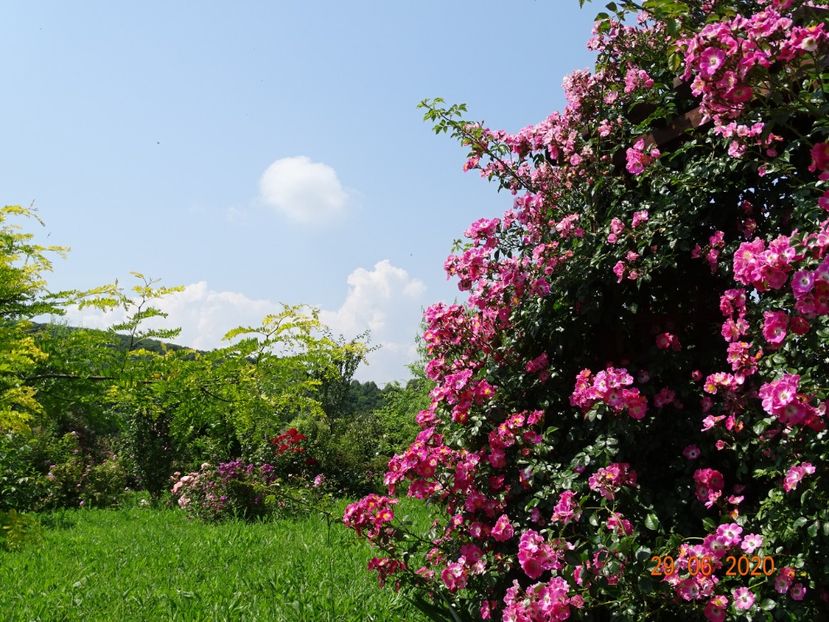 American Pillar - Dobarland 2020 4