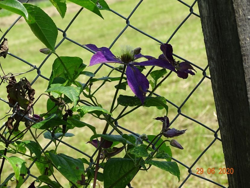 clematis MIkelite - Dobarland 2020 4