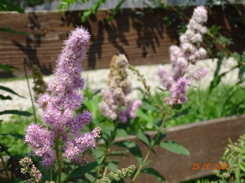 spiraea douglasii - Dobarland 2020 4