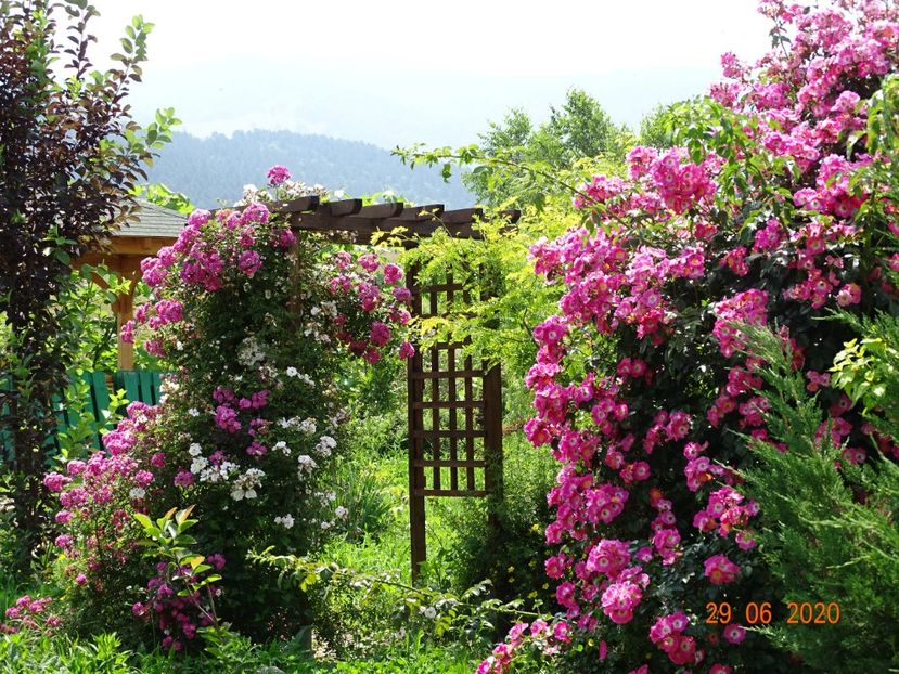 Dorothy Perkins, American Pillar - Dobarland 2020 4