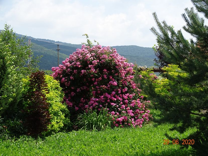 American Pillar - Dobarland 2020 4