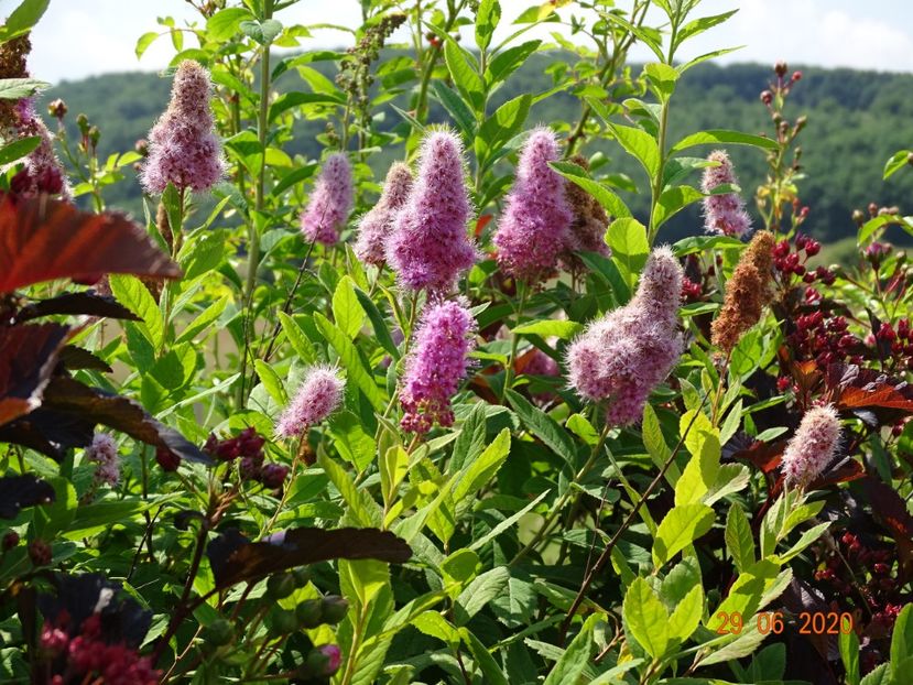 spiraea billardii Triumphans - Dobarland 2020 4