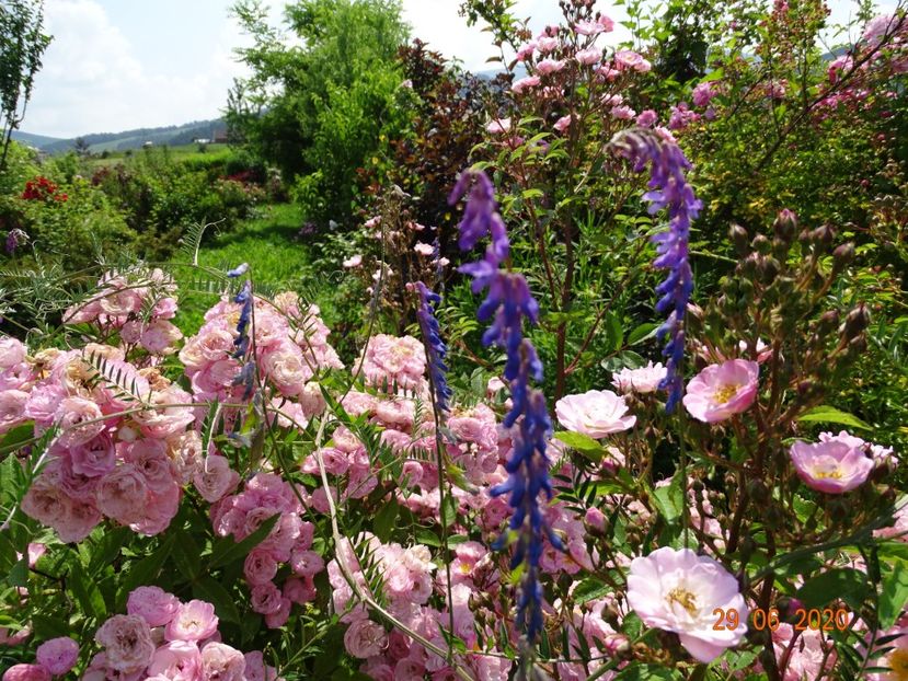 Heavenly Pink - Dobarland 2020 4