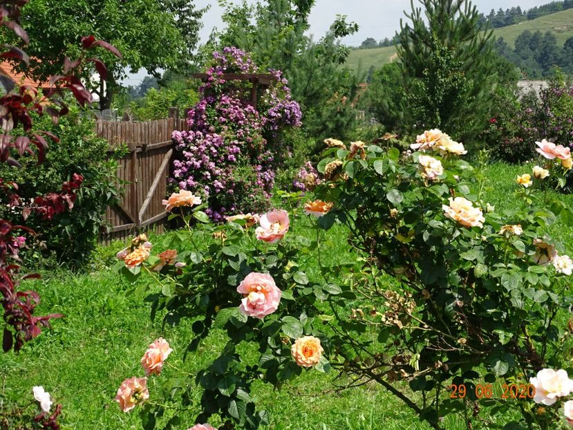 Polka, Perennial Blue - Dobarland 2020 4