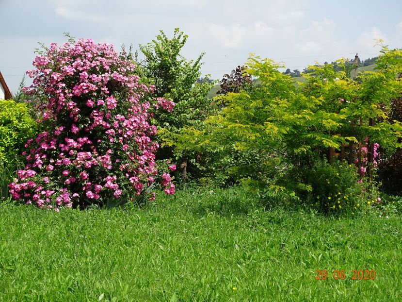 American Pillar - Dobarland 2020 4