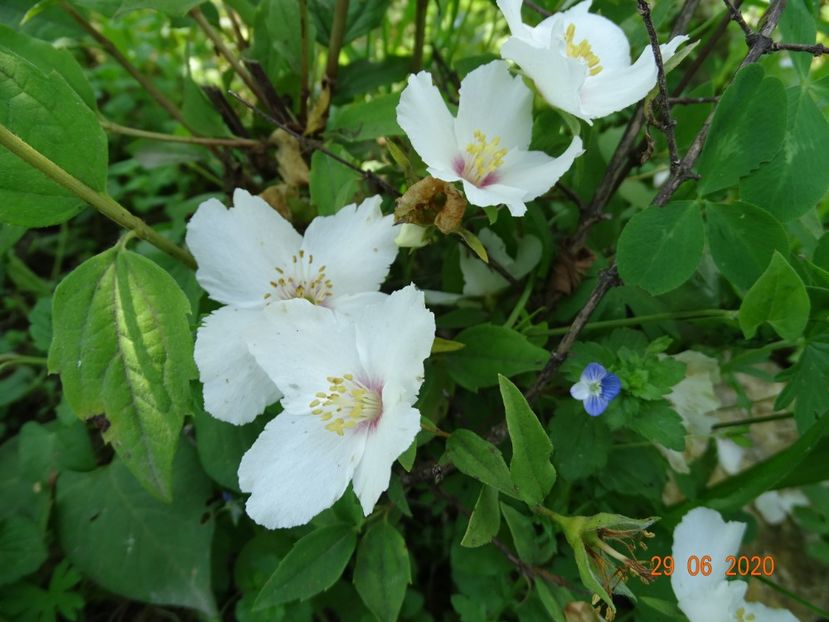 philadelphus Belle Etoile - Dobarland 2020 4