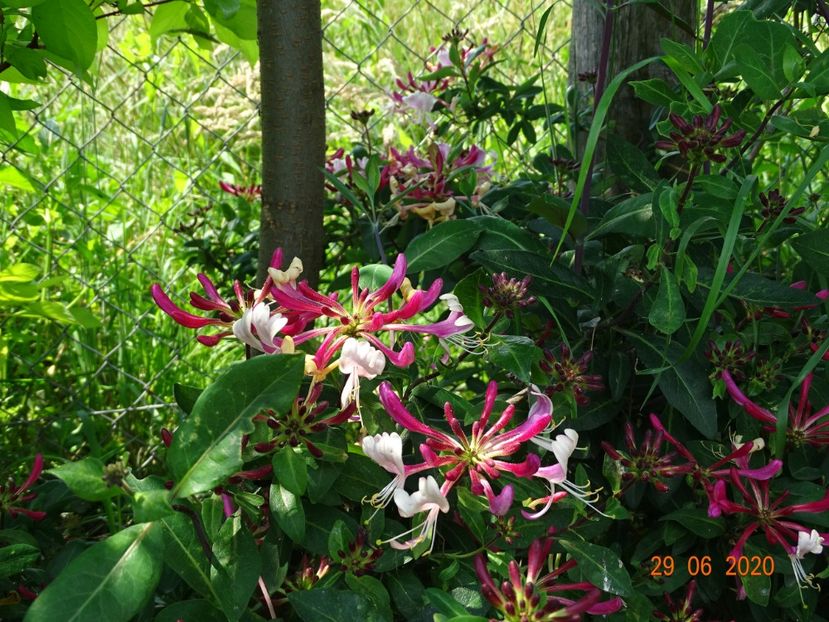 lonicera belgica - Dobarland 2020 4