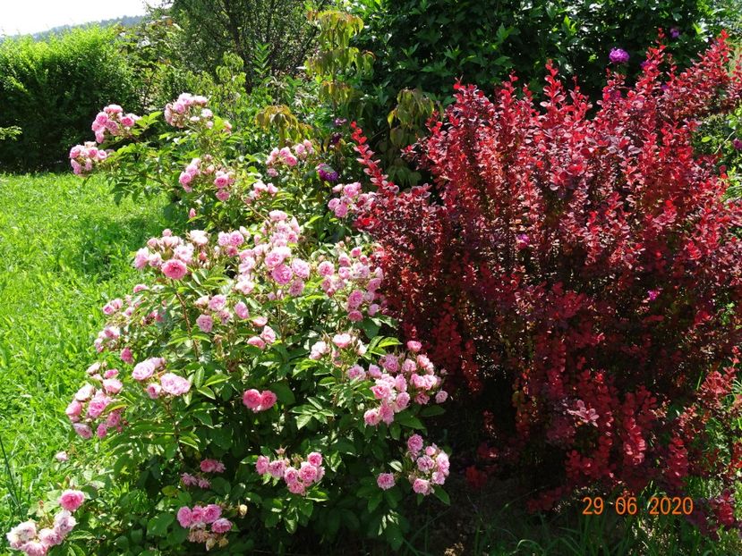 Pink Grootendorst, berberis Orange Rocket - Dobarland 2020 4