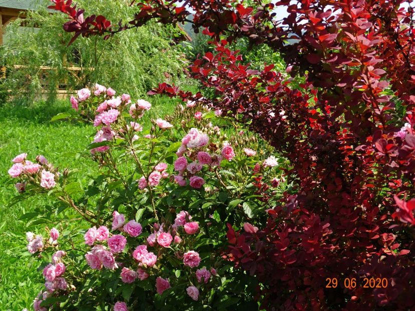 Pink Grootendorst, berberis Orange Rocket - Dobarland 2020 4