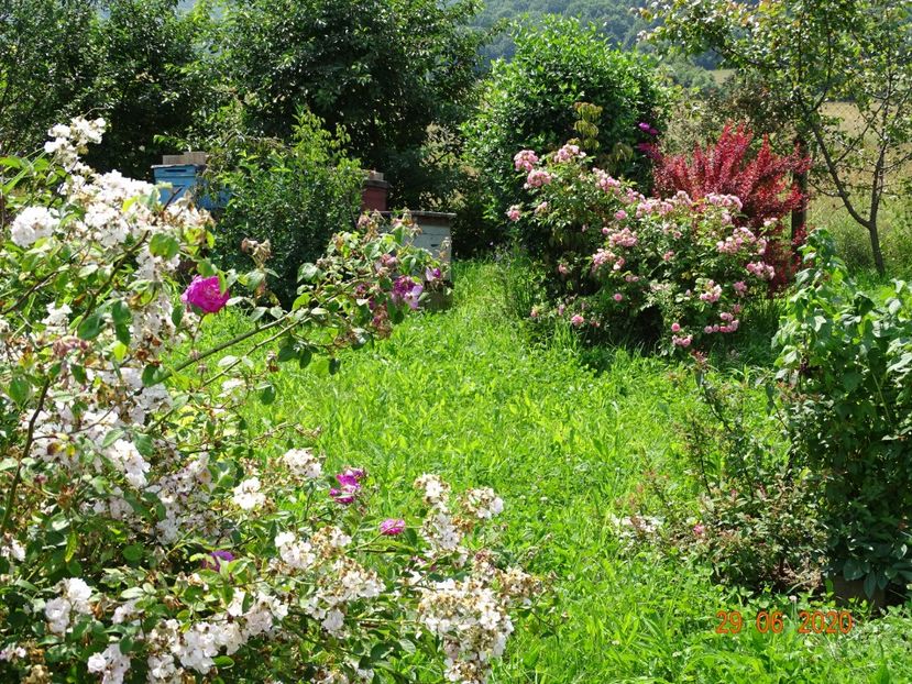 Pink Grootendorst, berberis Orange Rocket - Dobarland 2020 4