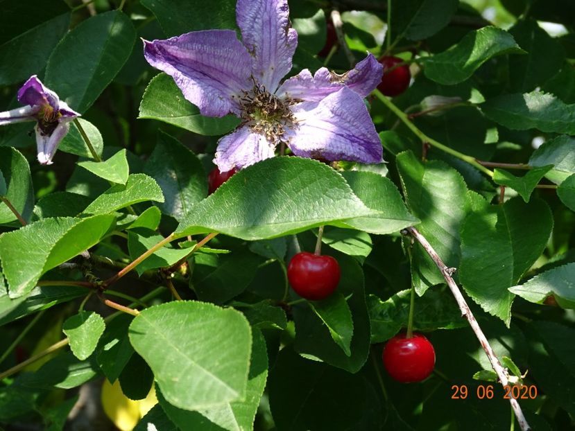clematis Solina - Dobarland 2020 4
