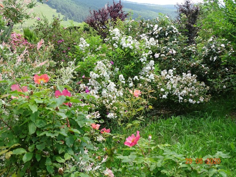 Morning Mist, Francine Austin - Dobarland 2020 4