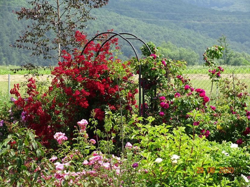 Vif Eclat - Dobarland 2020 4