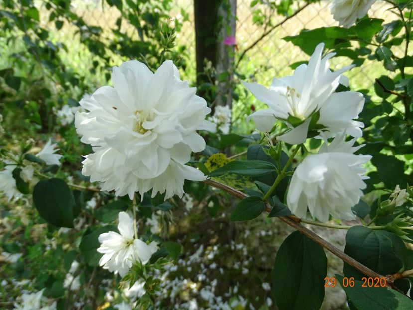 philadelphus Virginal - Dobarland 2020 4