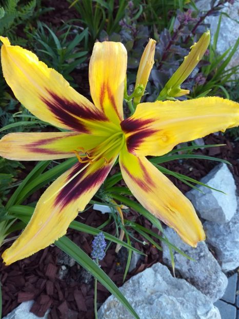 Free wheelin dimineata - Hemerocallis 2020