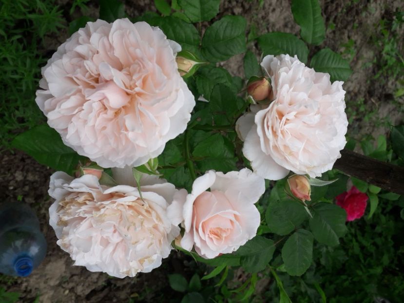  - ROSE DE TOLBIAC