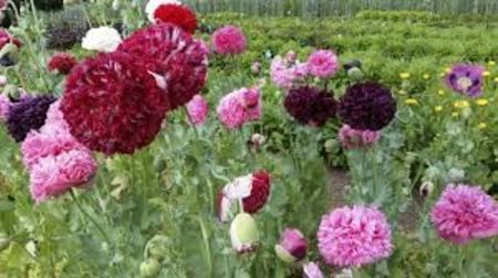  - SEMINTE MAC DE GRADINA - PAEONY DOUBLE MIXED