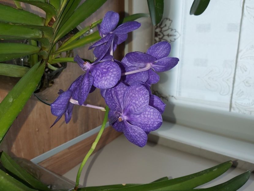  - vanda
