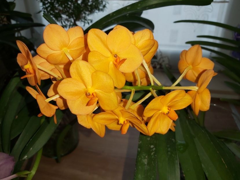  - vanda