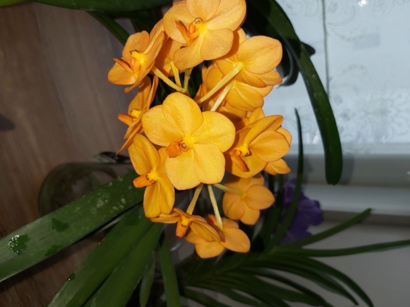  - vanda